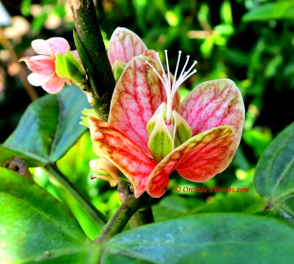 Pavonia strictiflora (Goethea strictiflora)