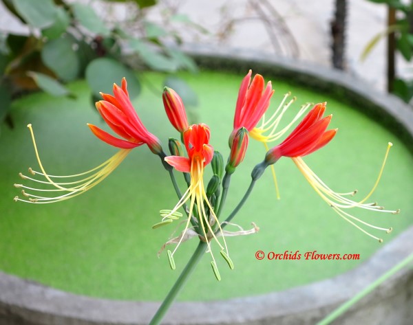 Peruvian Lily (Eucrosia bicolor)
