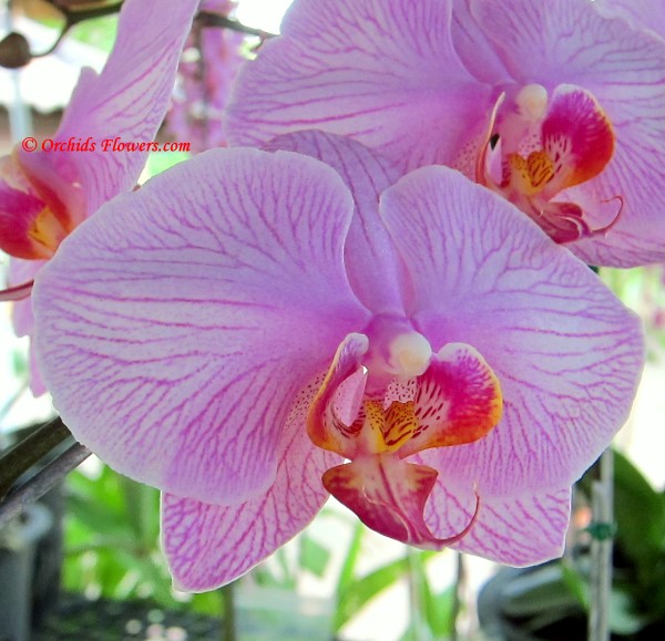 Moth Orchid Phalaenopsis Eleanor Yates