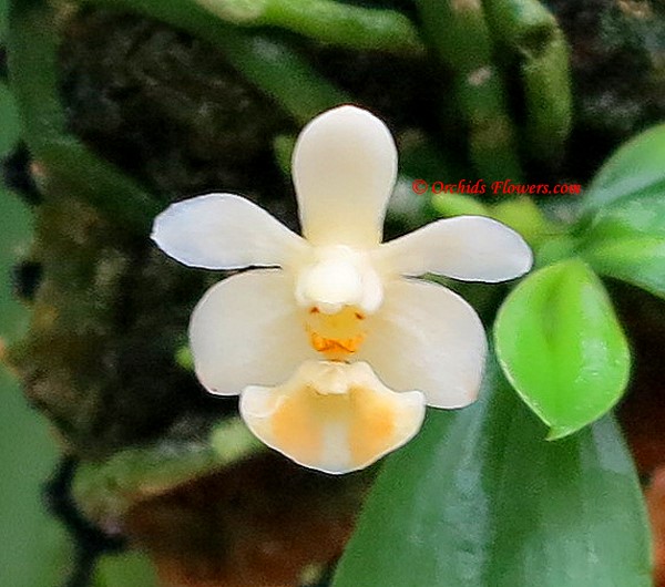 Miniature Orchid Phalaenopsis lobbii