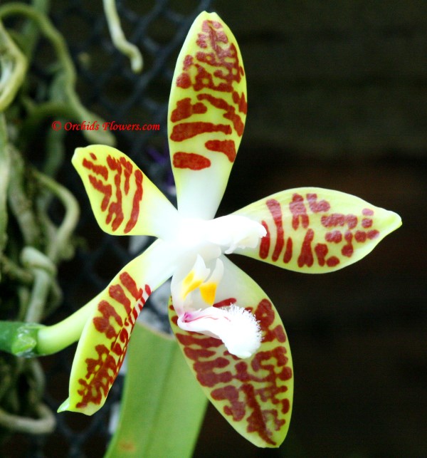 Moth Orchid Phalaenopsis sumatrana