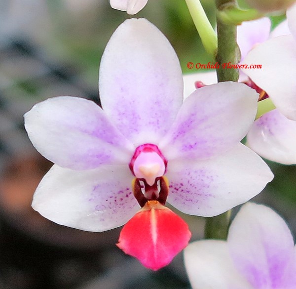 Orchid Hybrid Phalaenopsis Tzu Chiang Grace