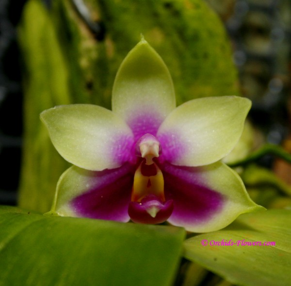 Phalaenopsis violacea Borneo Phalaenopsis bellina