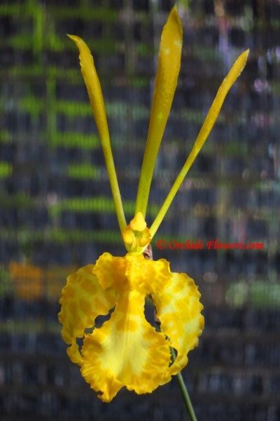 Butterfly Orchid Psychopsis Mariposa var.alba