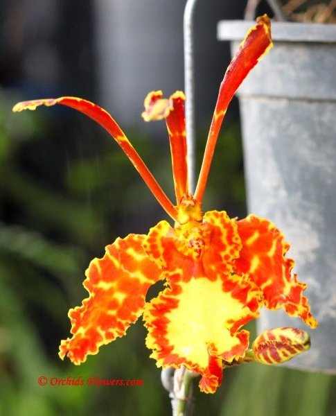 Butterfly Orchid Psychopsis Mariposa