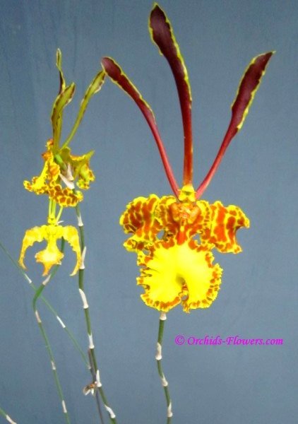 Psychopsis papilio Oncidium papilio Butterfly Orchid