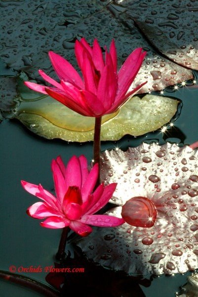 Red Indian Water Lily (Nymphaea rubra)
