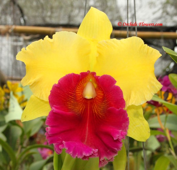 Orchid Hybrid Rhyncholaeliocattleya Arom Gold
