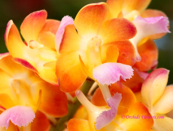 Rhynchorides Bangkok Sunset Orchid Hybrid