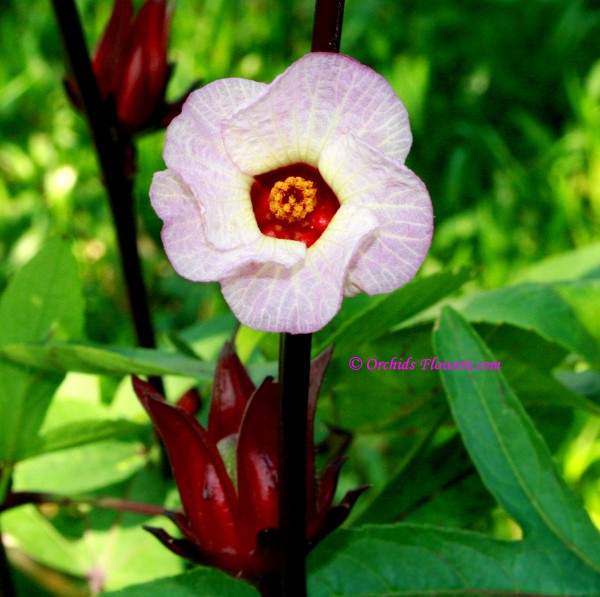 Roselle Flower (Hibiscus sabdariffa)