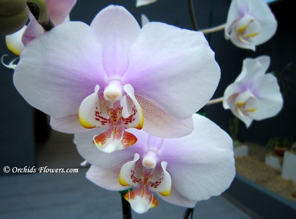 Royal Thai Orchid Phalaenopsis Princess Chulabhorn