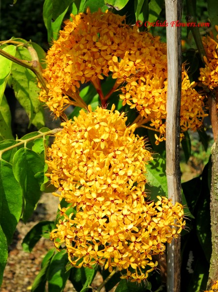 Yellow Ashok Tree (Saraca thaipingensis)