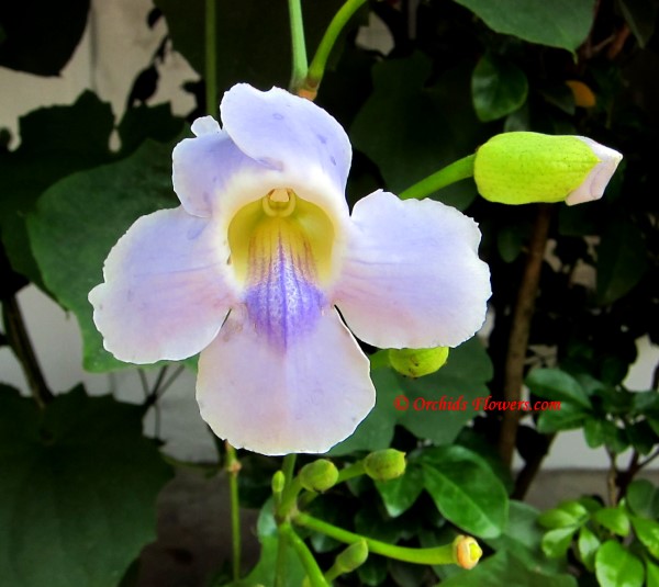 Sky Flower (Thunbergia grandiflora)