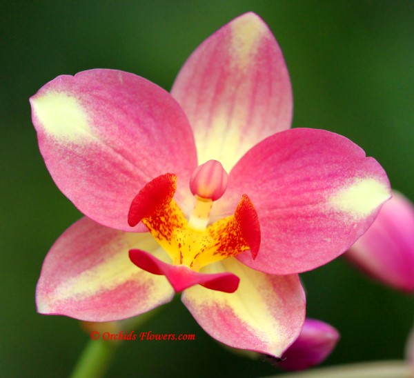 Ground Orchid Hybrid Spathoglottis Heart`s Blood