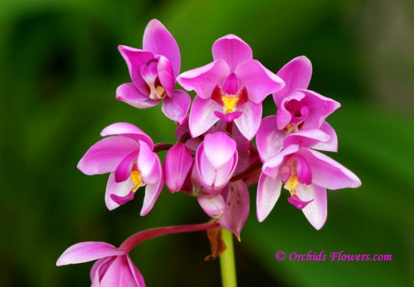 Spathoglottis plicata Blume 1825 Orchid