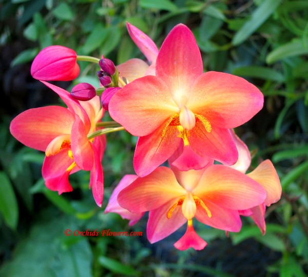 Ground Orchid Hybrid Spathoglottis Sunshine