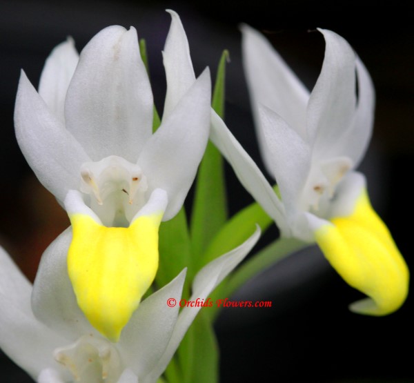 Thai Orchid Pecteilis sagarikii