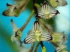 Bulbophyllum lindleyanum Griff.