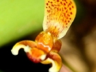 Bulbophyllum pteroglossum (Bulbophyllum monanthum)