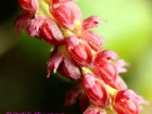 Bulbophyllum muscarirubrum Seidenf.