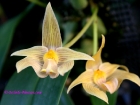 Bulbophyllum siamense Rchb.f.