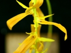Bulbophyllum wallichii Rchb.f