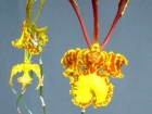 Psychopsis papilio, Oncidium papilio, Butterfly Orchid