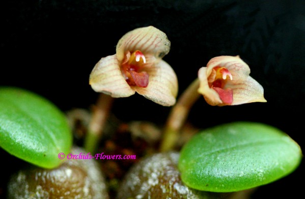 Thai Miniature Orchids not Scary Monsters Trias intermedia