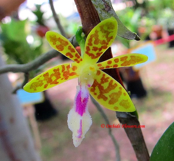 Thai Orchid Trichoglottis seidenfadenii