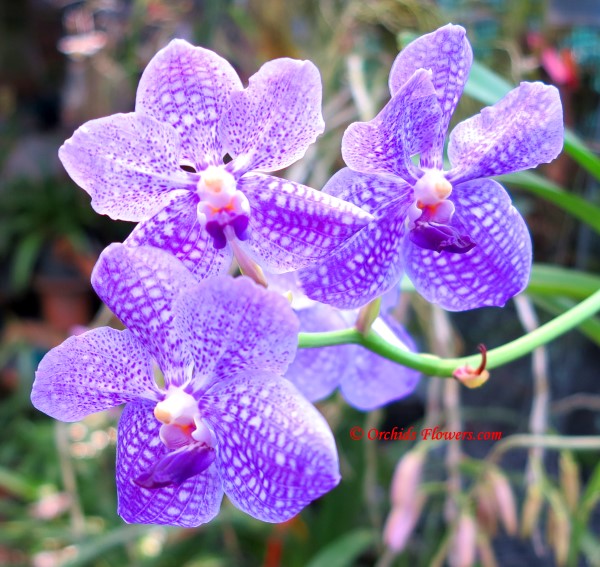 Blue Orchid Hybrid Vanda Manuvadee