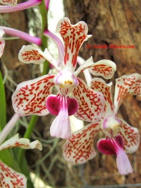 Orchid Beauty Vanda tricolor var. suavis