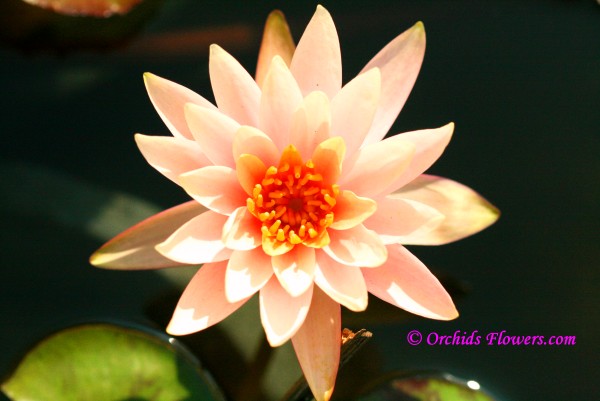 Water Lily Hybrid Nymphaea Peach Glow