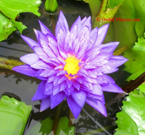 Waterlily Hybrid Nymphaea King of Siam