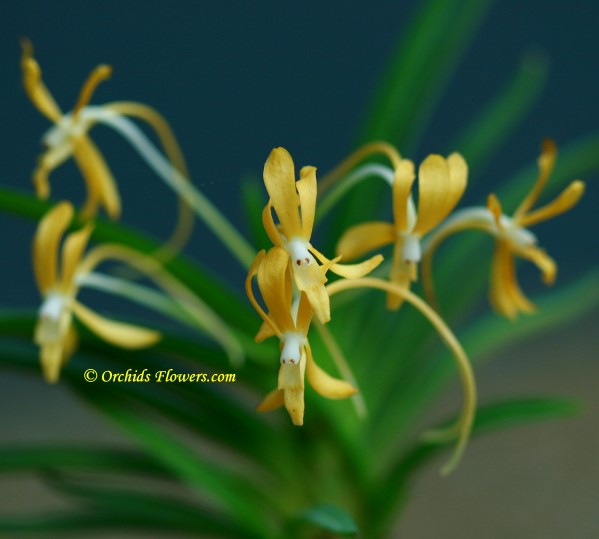 Yellow Samurai Orchid (Neofinetia falcata Kibana Fuuran)