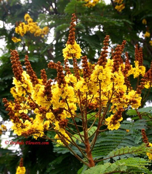Yellow Poinciana (Peltophorum pterocarpum)
