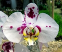 Phalaenopsis Ever Spring Fairy