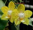 Phalaenopsis Kenanga