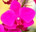 Phalaenopsis Sinica Cherry