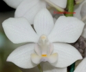 Phalaenopsis Tying Shin Sapphire