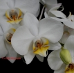 Phalaenopsis White Dream