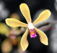 Phalaenopsis braceana 