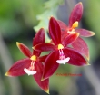 Phalaenopsis cornu-cervi f. sanguinea