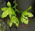Phalaenopsis cornu-cervi var. alba