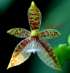 Phalaenopsis cornu-cervi 