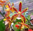 Phalaenopsis mannii 