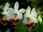 Phalaenopsis parishii 