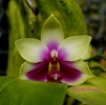 Phalaenopsis violacea Borneo