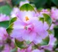Curcuma sparganifolia Pink Pearl Greentop
